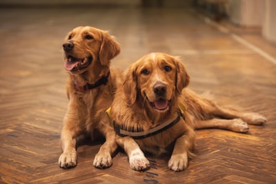 两个成年金毛寻回犬
